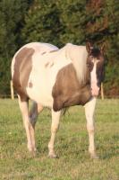 Vente de cheval : Lakota Blue Eyes