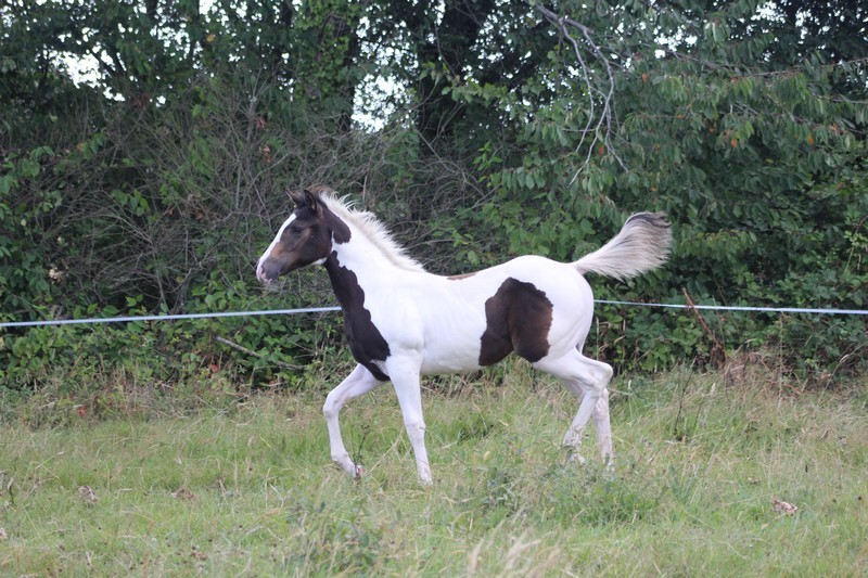 Pouliche smocky black tobiano EE
