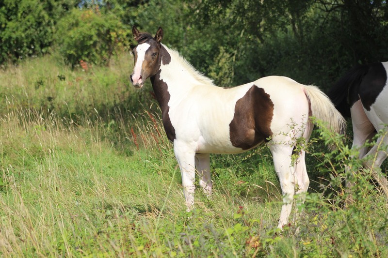 Pouliche smocky black tobiano EE