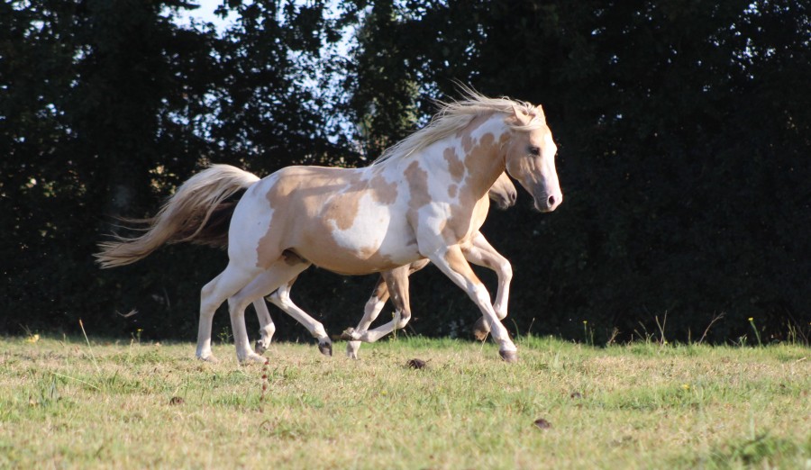 Etalon paint horse dunalino tobiano saillie + IAC