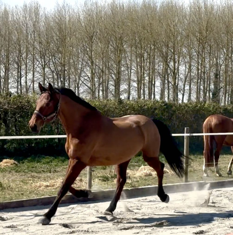 Vente de cheval : Cannavaro Z