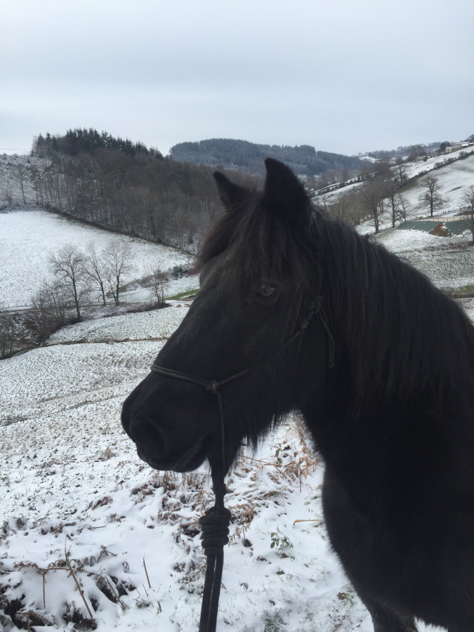 Vente de cheval : Hannibal 