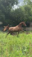 Vente de cheval : Monica