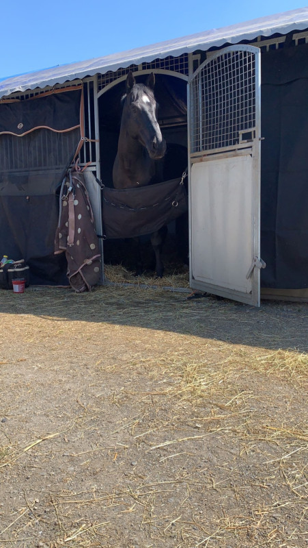 Vente de cheval : Erotic dream 