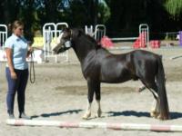 Blacky