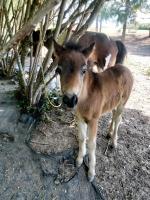 Vente de poney