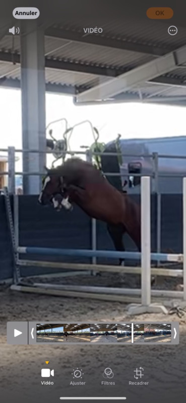 Vente de cheval : PFS MLE DE 2ans