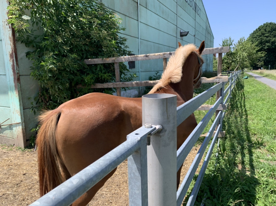 Vente de cheval : One