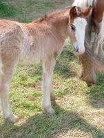 Vente de cheval : Poulains Irish Cob traditionne
