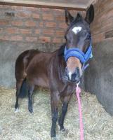 Vente de cheval : Self Made 