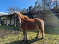Vente de poney