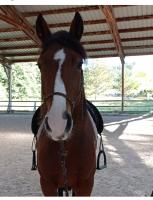 Vente de poney