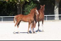 Vente de cheval : MILKY WAY