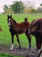 Vente de cheval : Mihal Nora de Jlna 