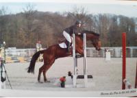 Vente de cheval : John Cash