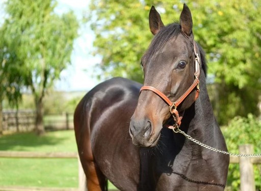 Vente de cheval : Mister Los