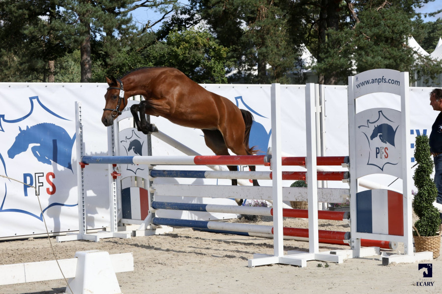 Vente de poney