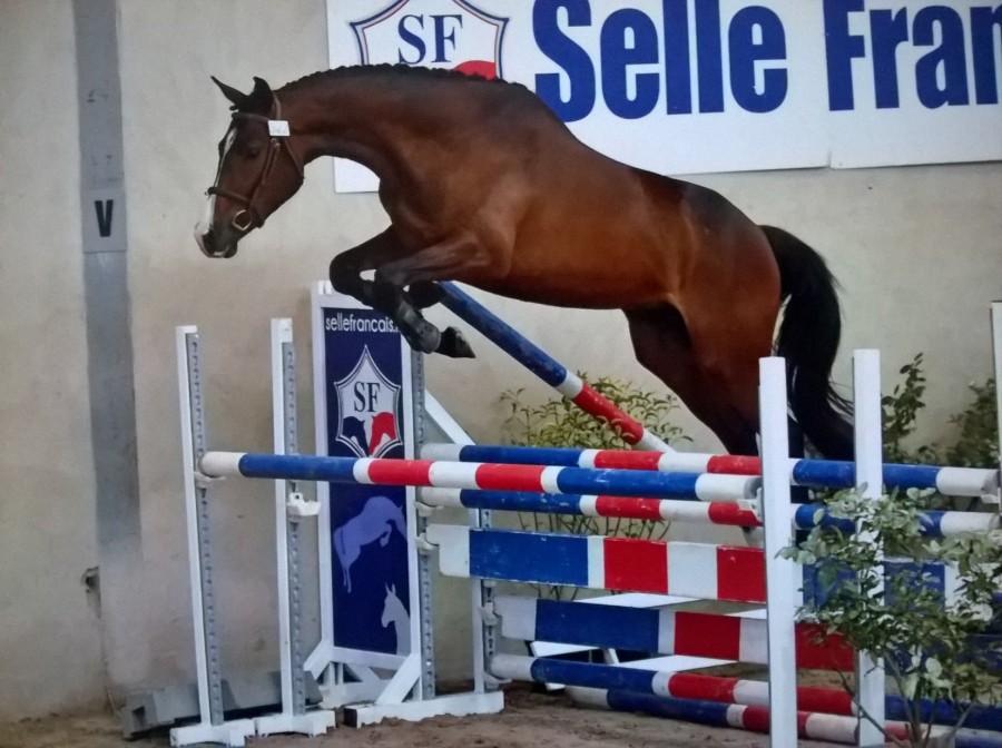 POULAIN SELLE-FRANCAIS | ChevalAnnonce.com