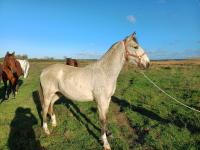 Vente de cheval : Tao