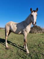Vente de cheval : Tango