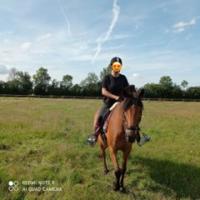 Vente de poney