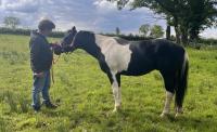 Vente de cheval : QF A BLACK PEPTOCAT