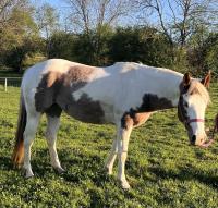 Vente de cheval : QF A PRECIOUS CATSAN
