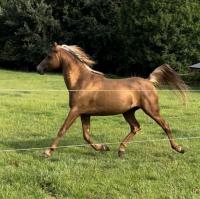 Vente de cheval : Atallah Badia