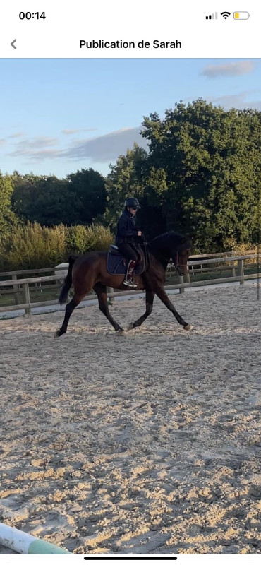 Vente de cheval : Ainhoa elclips 