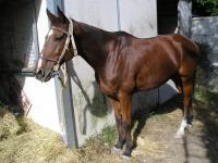 Vente de cheval : astrologo