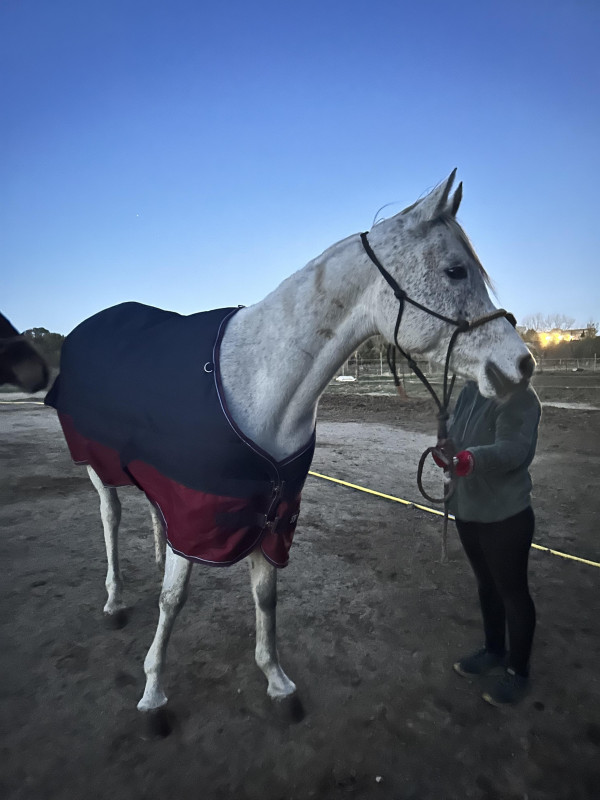 Vente de cheval : Elhafia ElMaklouf