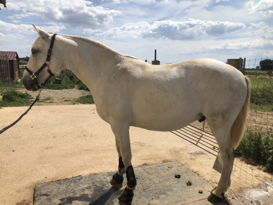 Vente de cheval : Eleganto