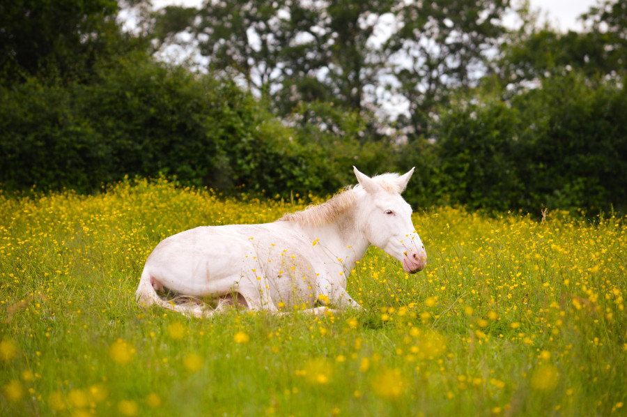 Vente de poney