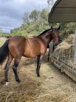 Vente de cheval : Zafira