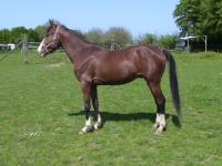 Vente de cheval : karl des anthieux