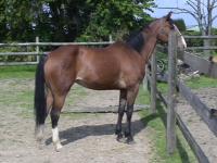 Vente de cheval : arene des anthieux