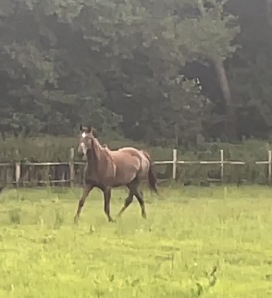 Vente de cheval : Fime