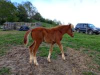 Vente de cheval : NOON al Reg