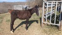 Vente de cheval : Mouhv al Reg