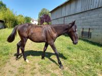 Vente de cheval : Mouhv Al Reg