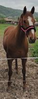 Vente de cheval : DIVA DU REI D'Iuzy