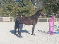 Vente de cheval : Dana Galante