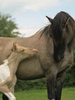 Vente de cheval : Valinka