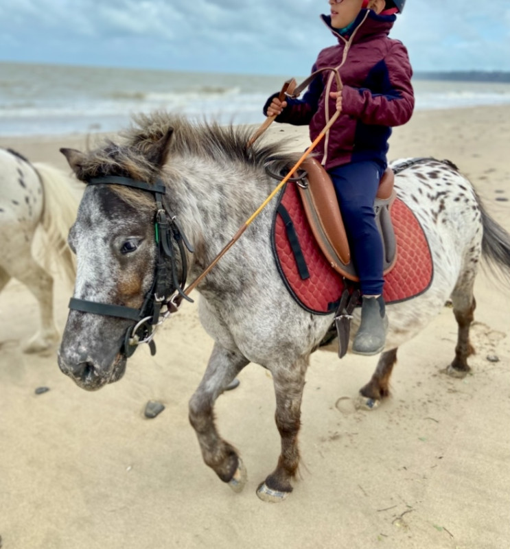 Vente de poney
