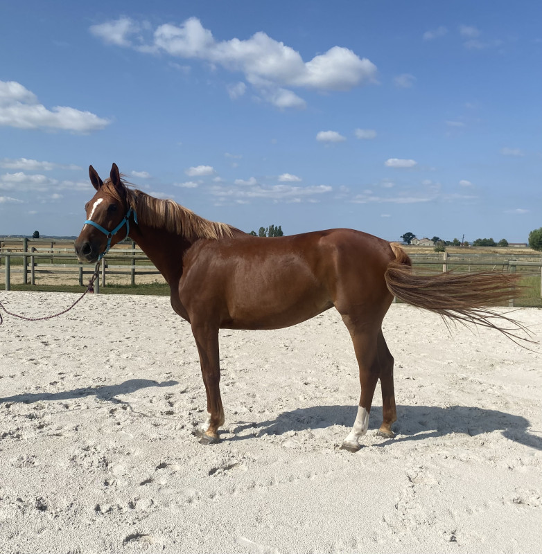 Vente de cheval : kelle star d Ovalie