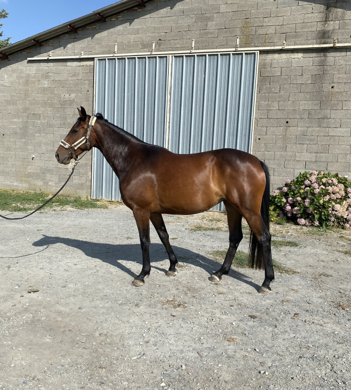 Vente de cheval : kati mini d Ovalie