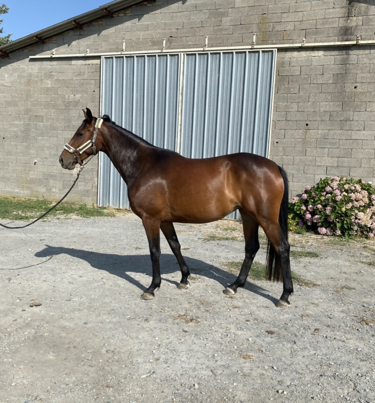 Vente de cheval : kati mini 