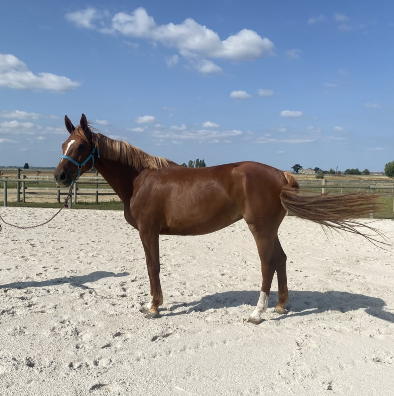 Vente de cheval : kelle 