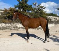 Vente de poney