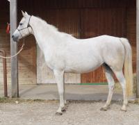 Vente de cheval : Uraya du Colombier
